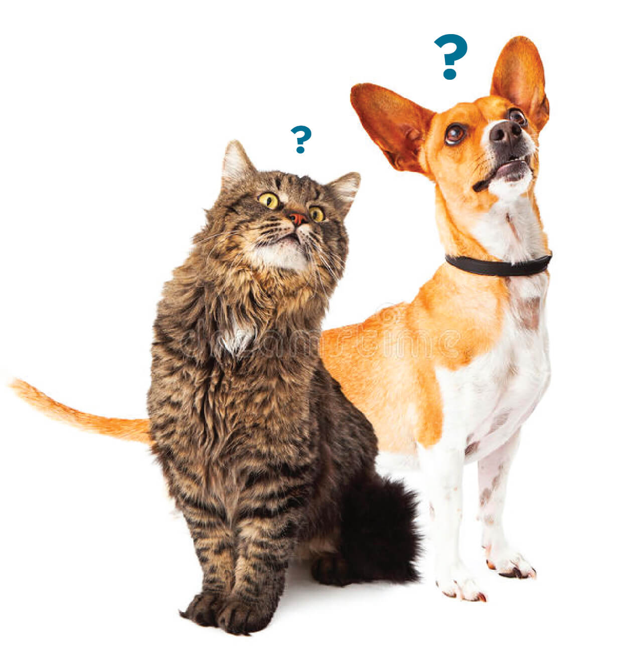Fresh Pet food | Pawfectly Made