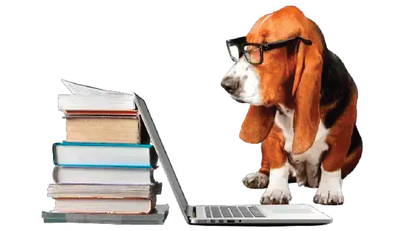 the best your pet can get | Pawfectly Made