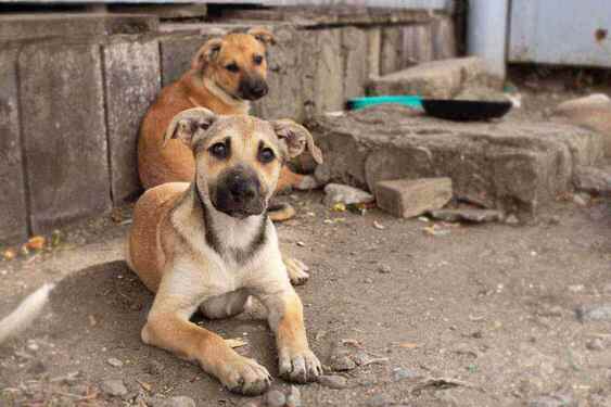 Pawfectly cares | Pawfectly Made
