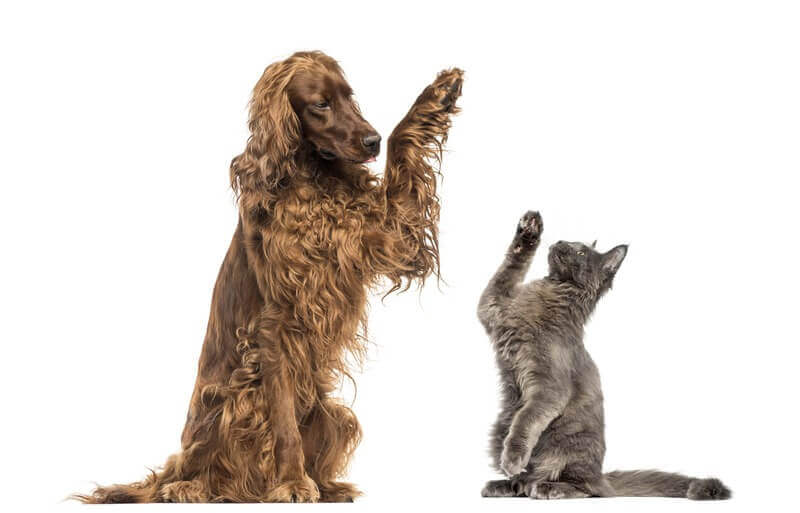 the best your pet can get | Pawfectly Made