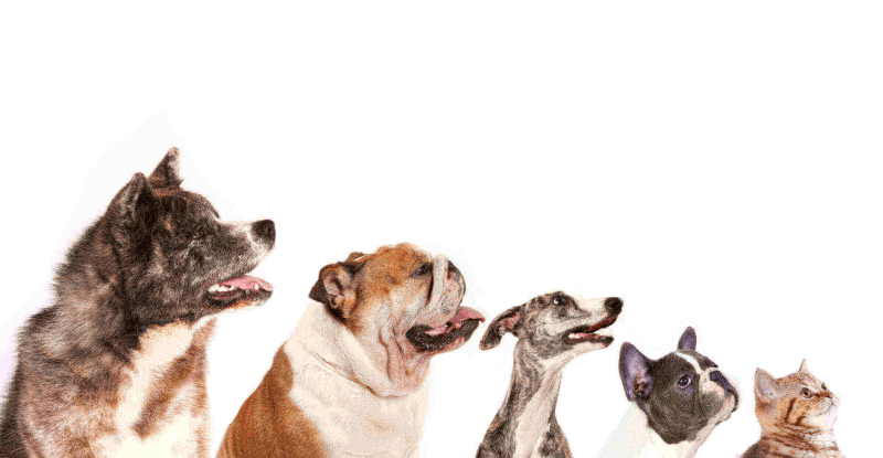 Petsimonials | Pawfectly Made