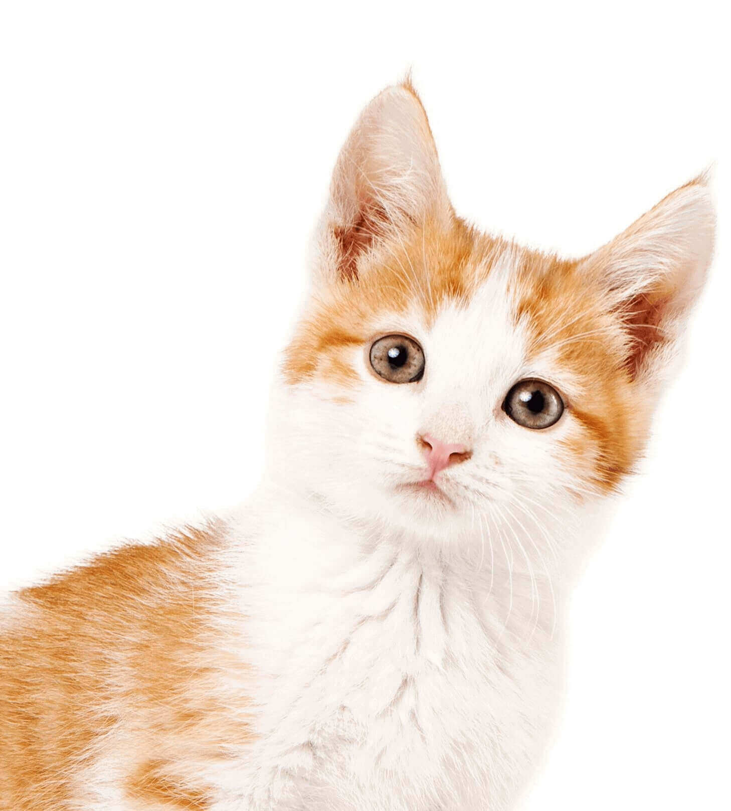 Before Subscribing | Pawfectly Made